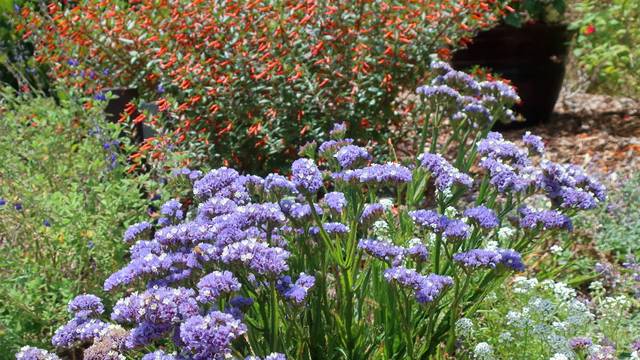 Limonium sinuatum (statice)