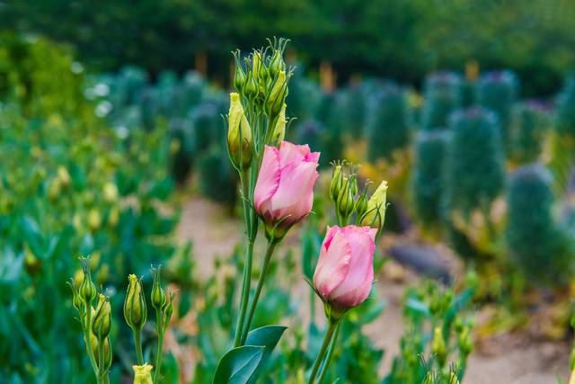 Lisianthus rose