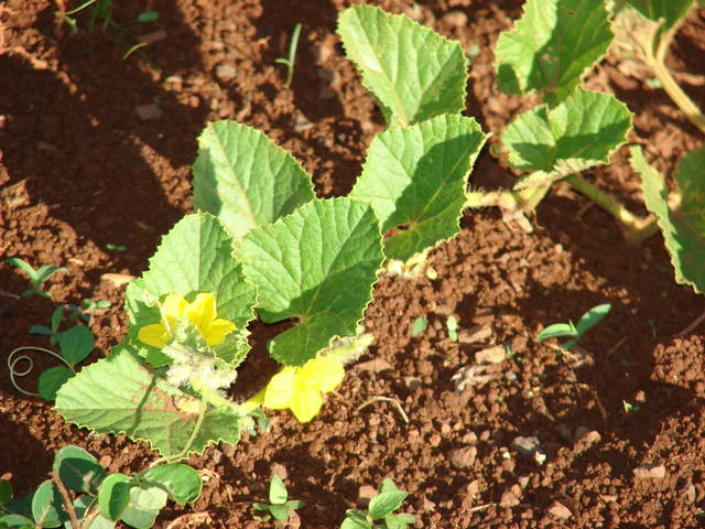 Jeunes plants de melon au potager