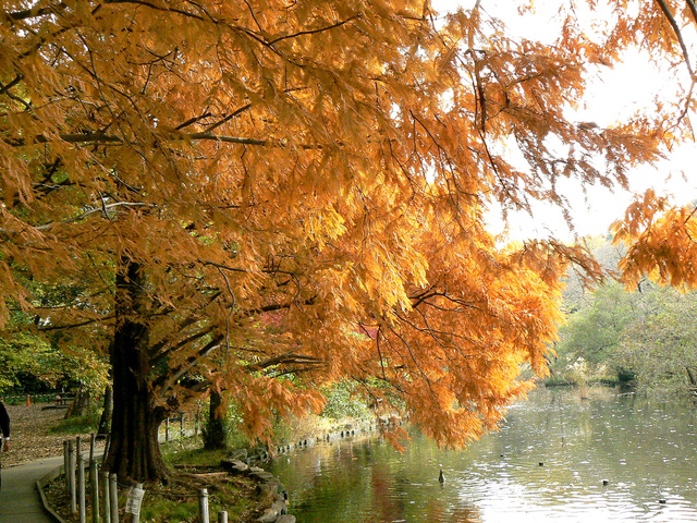 Metasequoia glyptostroboides en automne