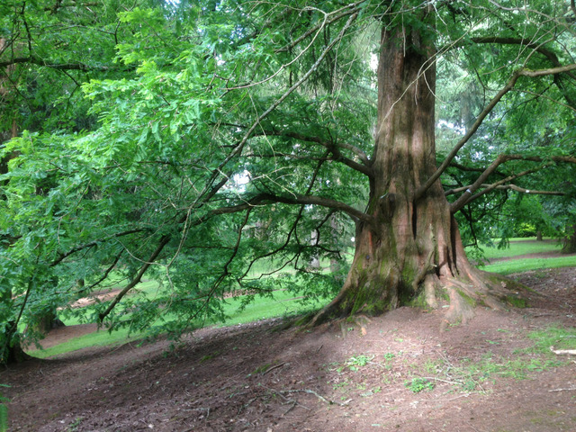 Metasequoia glyptostroboides