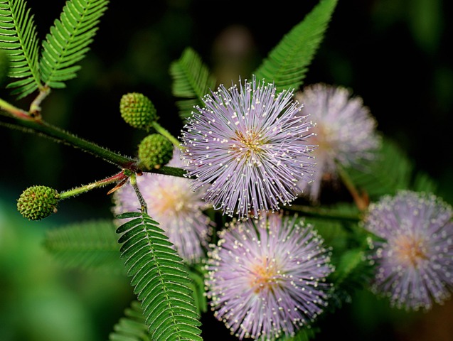 Mimosa pudica, sensitive - Fleurs