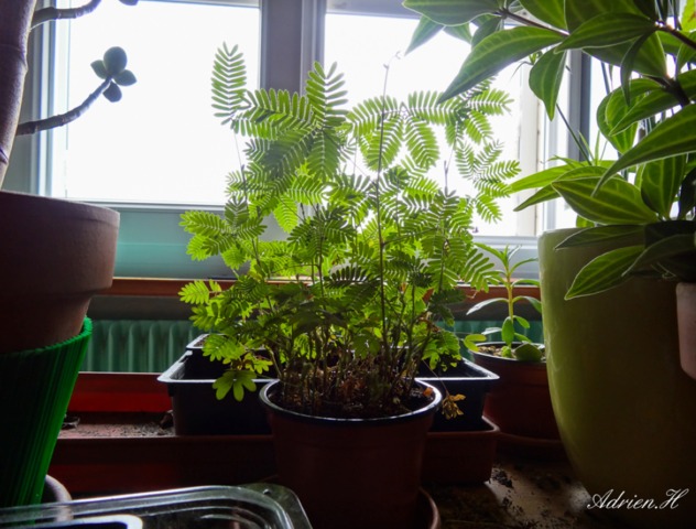 Mimosa pudica placé devant une fenêtre