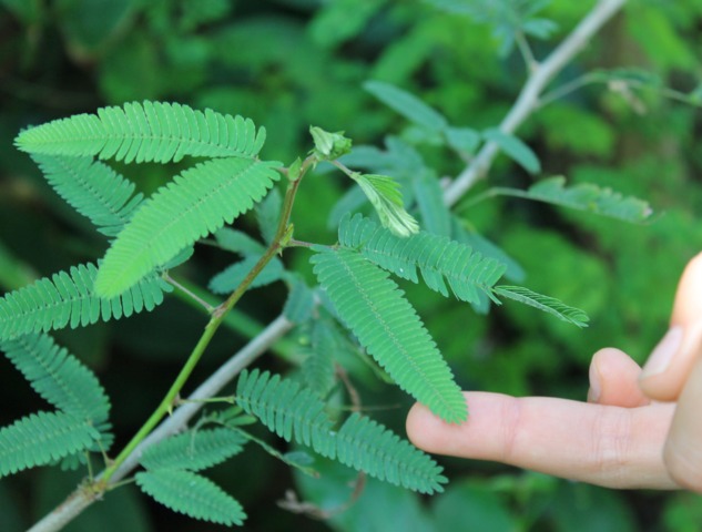 Feuillage de Mimosa pudica se repliant en cas de contact