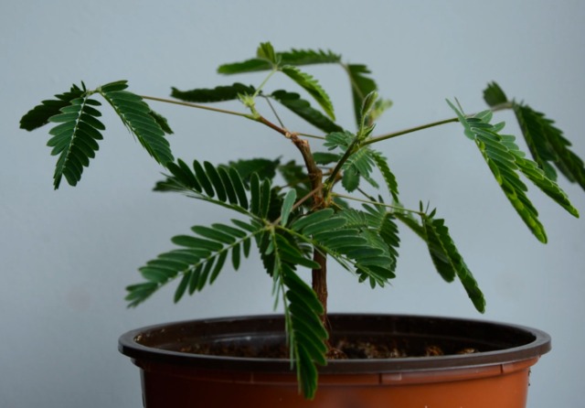 Mimosa pudica - Plante sensitive