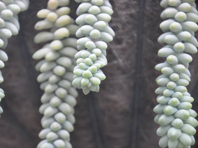 Sedum morganianum : détail des feuilles