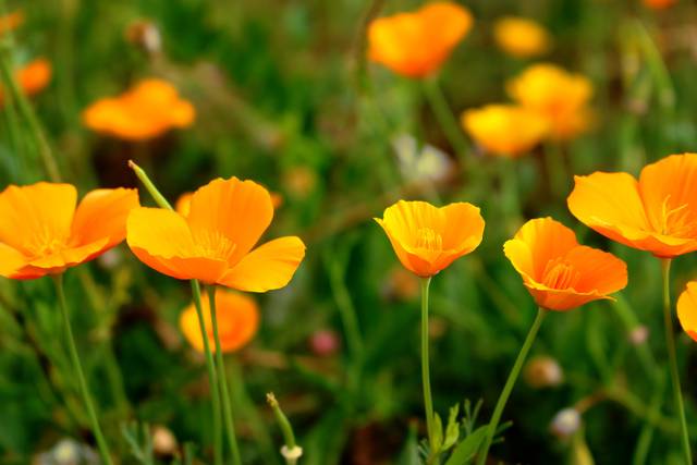 Pavots de Californie (Eschscholzia)