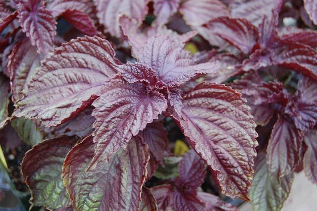 Perilla frutescens 'Purple shiso'