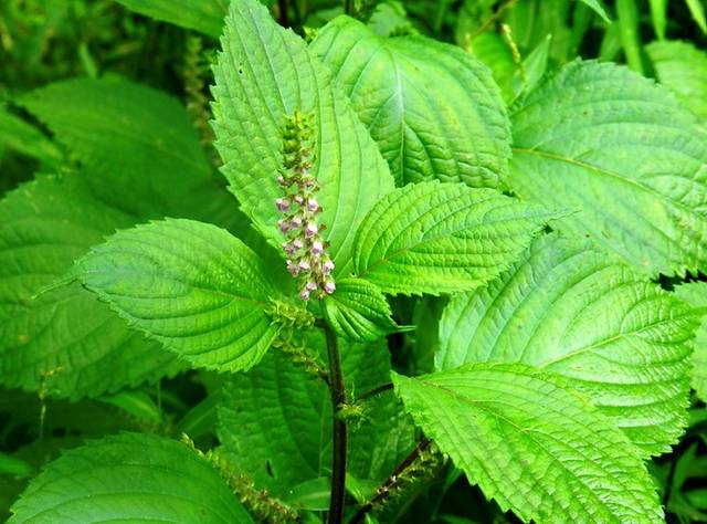 Perilla frutescens, shiso - Floraison