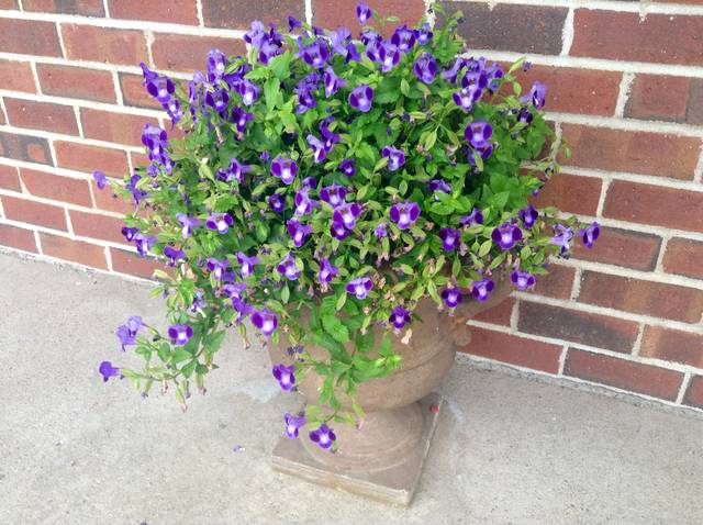 Torenia en potée retombante