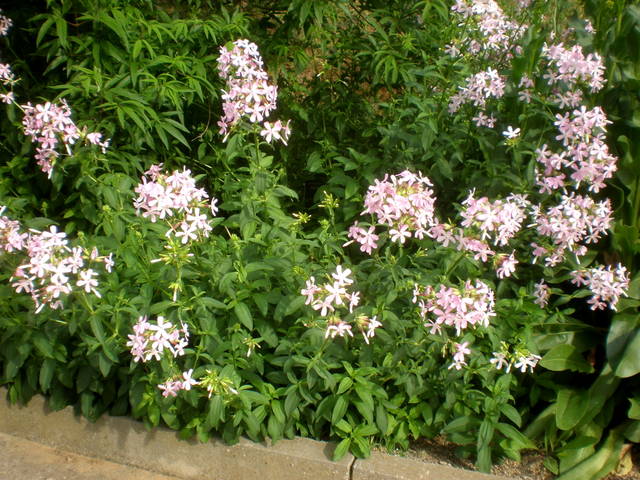 Saponaire officinale