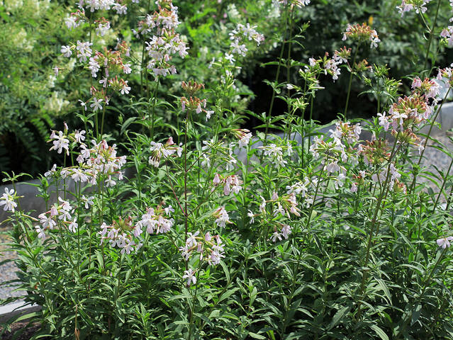 Saponaire officinale, Saponaria officinalis