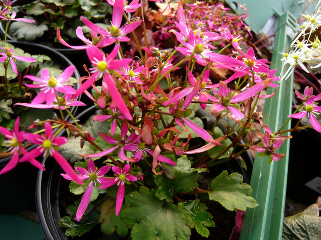 Saxifraga fortunei 'Cherry Pie'