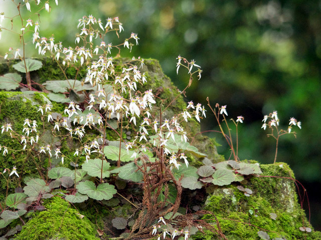 Saxifraga stolonifera