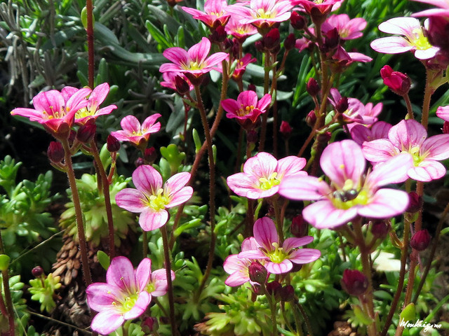 Saxifraga x arendsii