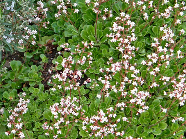 saxifraga x urbium