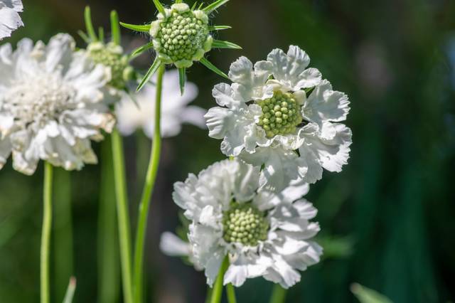 Scabieuse du Caucase (scabiosa caucasica) blanche