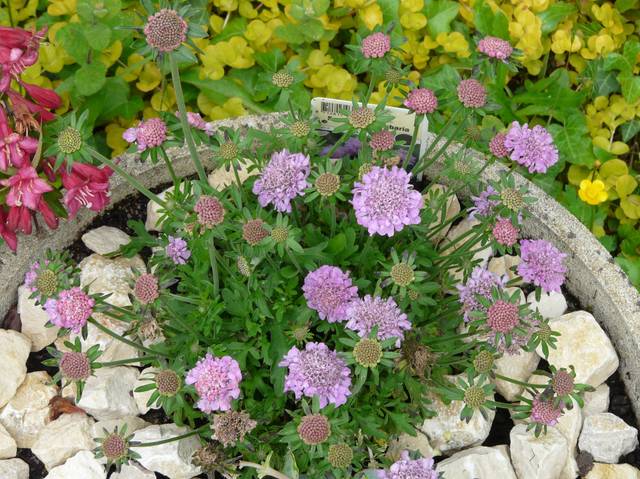 Scabieuse colombaire (scabiosa columbaria) - feuilles caulinaires