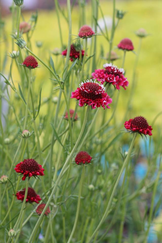 Scabiosa atropurpurea