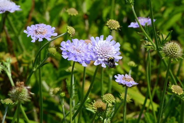 Scabieuse (scabiosa columbaria)