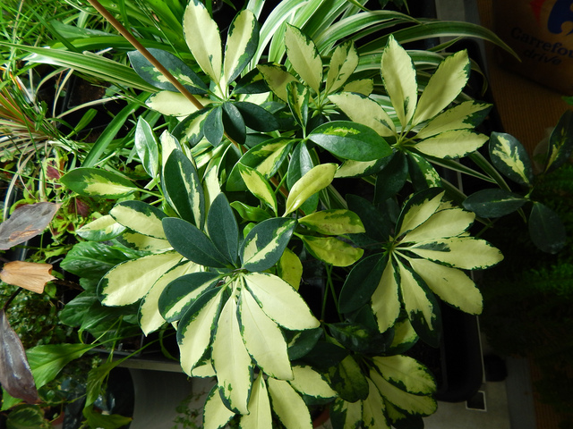 Schefflera variegata