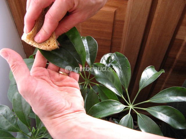 Nettoyage des feuilles d'un schefflera