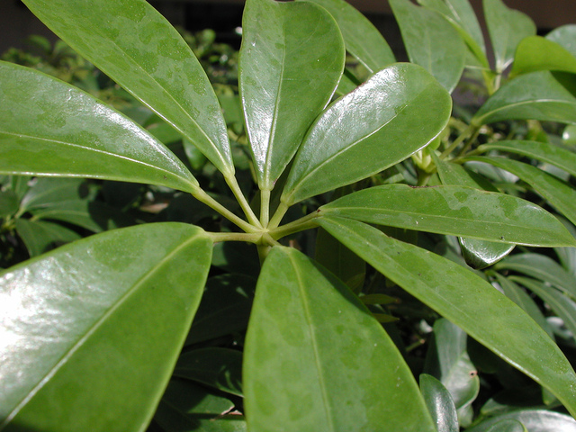 Schefflera