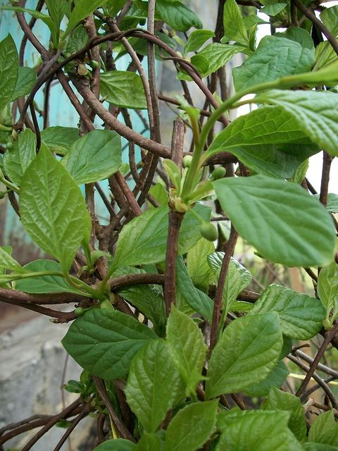 Schisandra chinensis : feuillage