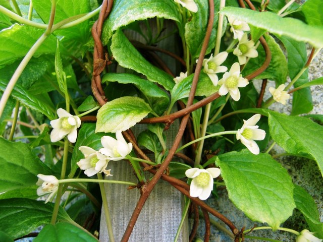 Schisandra chinensis : fleurs