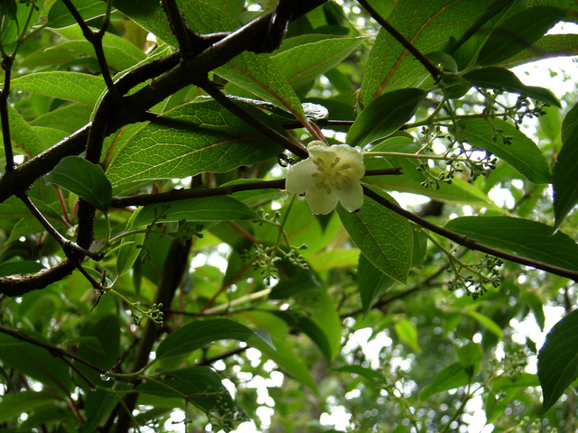 Schisandra grandiflora