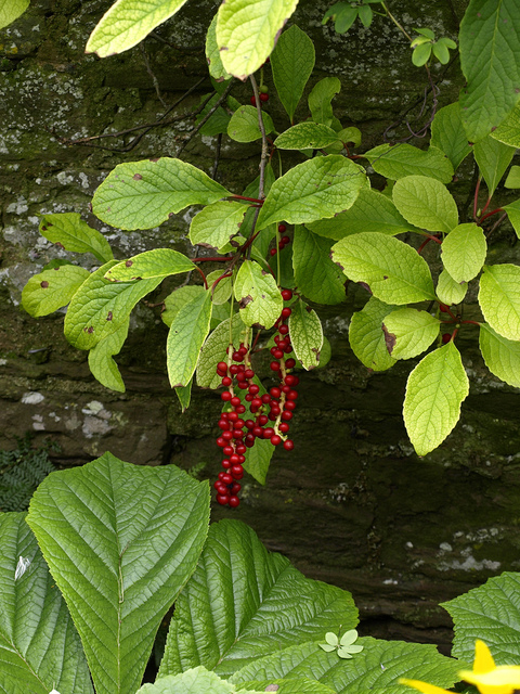 Schisandra grandiflora : fruits