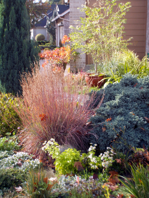 Schizachyrium scoparium en automne