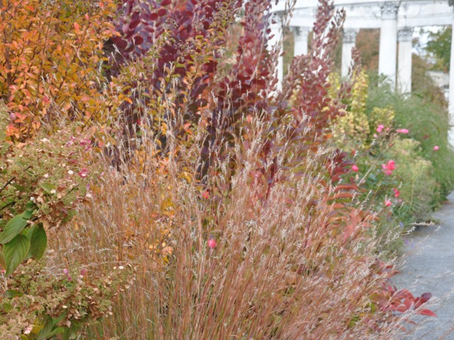 Schizachyrium scoparium en automne