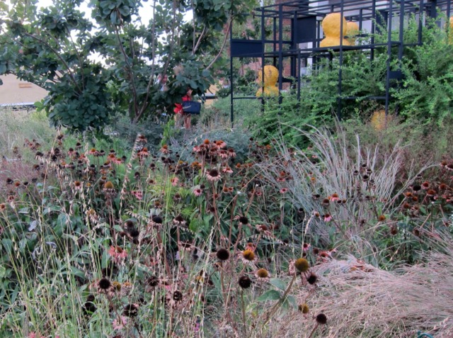 Schizachyrium scoparium ‘The Blue’ en massif