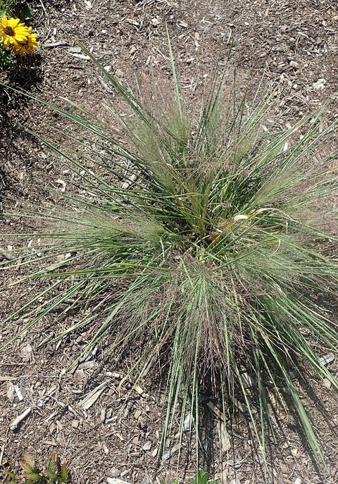 Schizachyrium scoparium ‘Standing Ovation’ en été