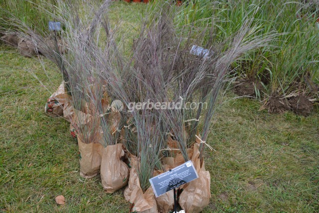 Schizachyrium scoparium ‘The Blue’