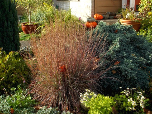 Schizachyrium scoparium en automne