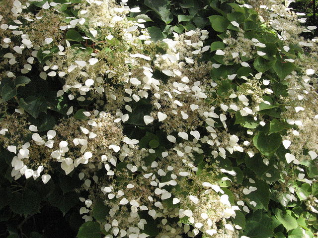 Schizophragma hydrangeoides