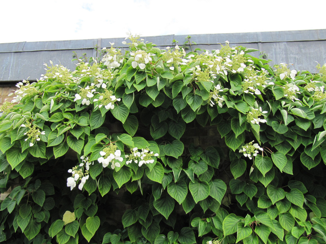 Schizophragma hydrangeoides