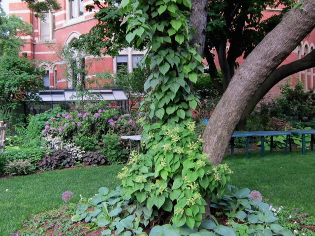 Schizophragma hydrangeoides à l'assaut d'un tronc