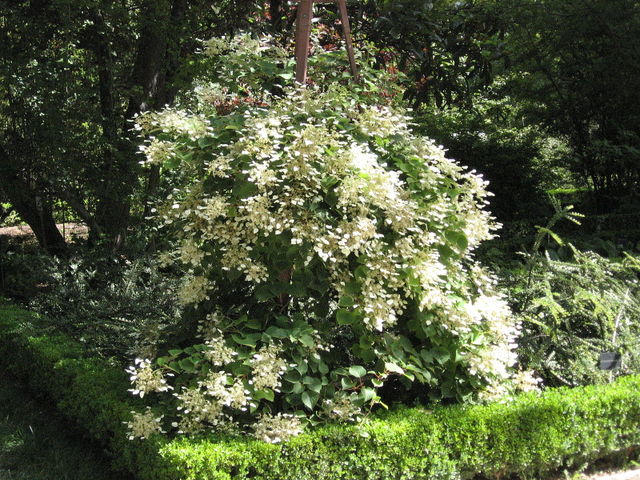 Schizophragma hydrangeoides