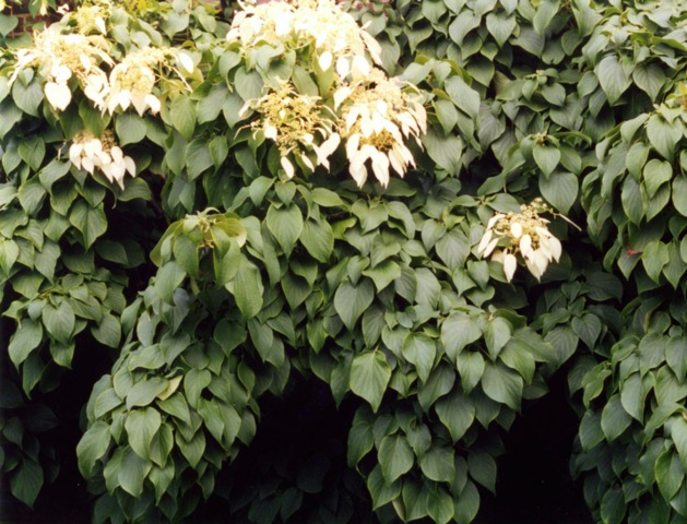 Schizophragma integrifolium