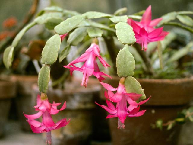 Schlumbergera x buckleyi