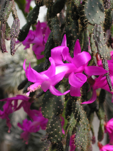 Schlumbergera opuntioides