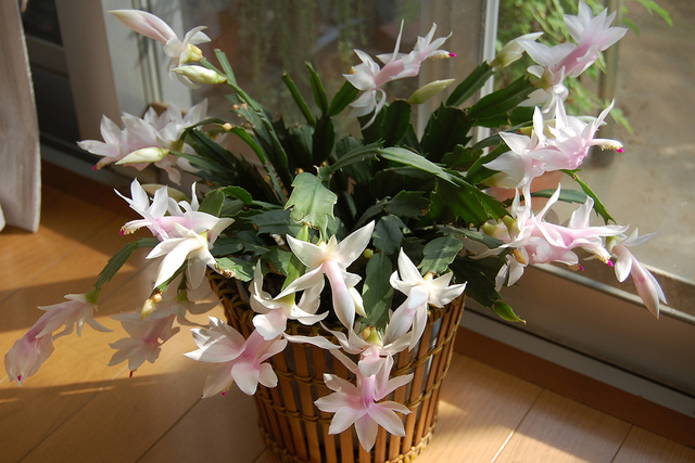 Schlumbergera truncata