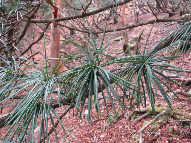 Sciadopitys verticillata : feuillage