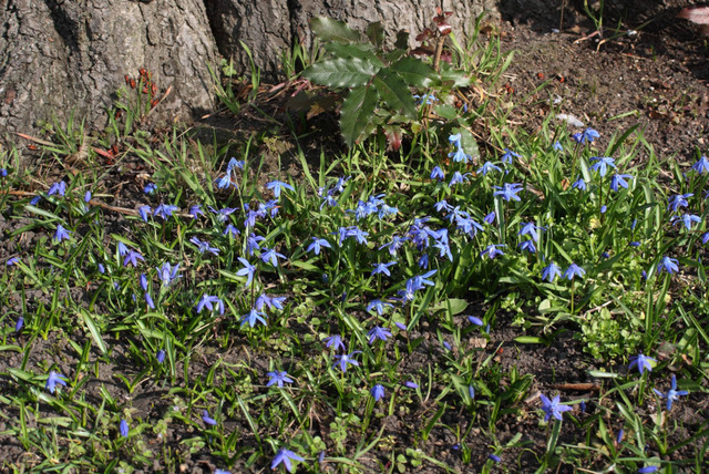 Scilla bifolia au pied d'un arbre