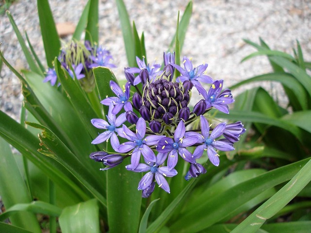 Scilla peruviana - Scille du Pérou