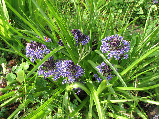 Scilla peruviana - Scille du Pérou