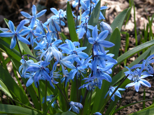 Scilla sibirica